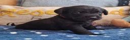 Springador dogs for sale: BEAUTIFUL SPRINGADOR PUPPIES - Advert 24