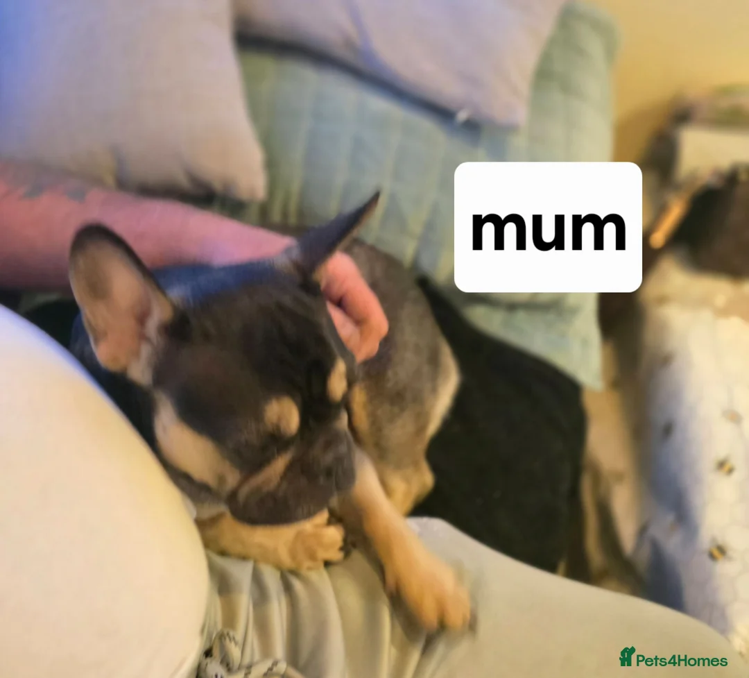 French Bulldog dogs for sale: French bulldog  - Advert 3