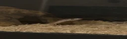 Corn Snake reptiles for sale: Corn snake in Brampton - Advert 2