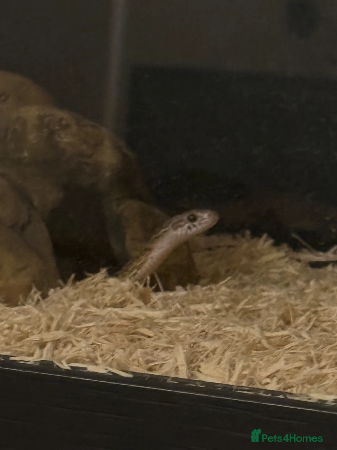 Corn Snake reptiles for sale: Corn snake in Brampton - Advert 2