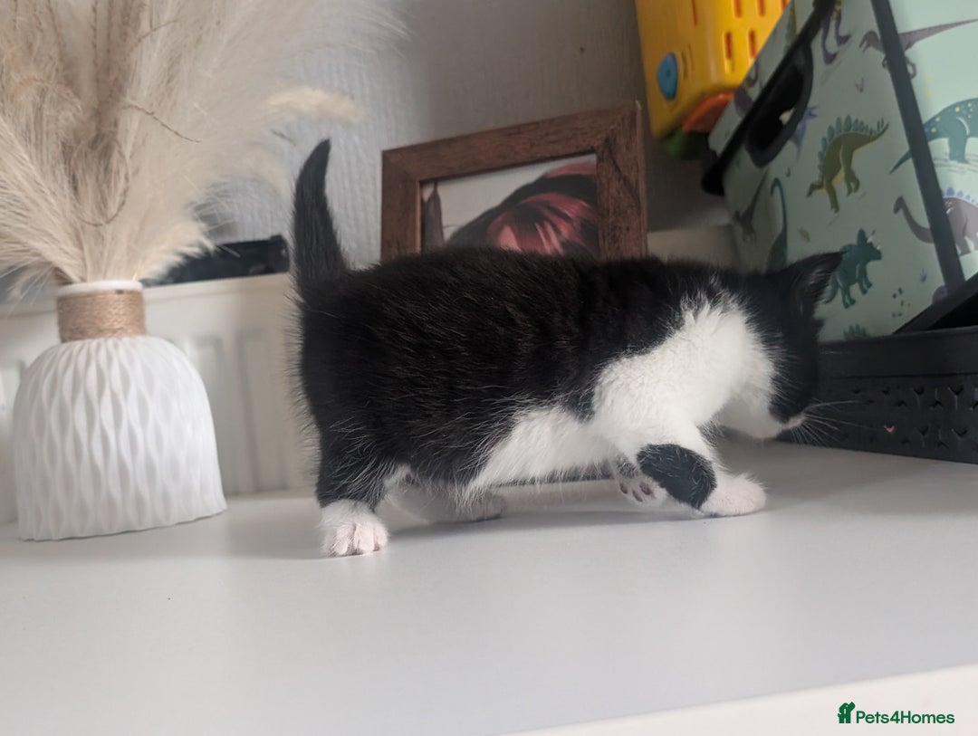 Mixed Breed cats for sale: Black and white kittens  - Image 6