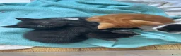 Mixed Breed cats for sale: Beautiful kittens  - Advert 9