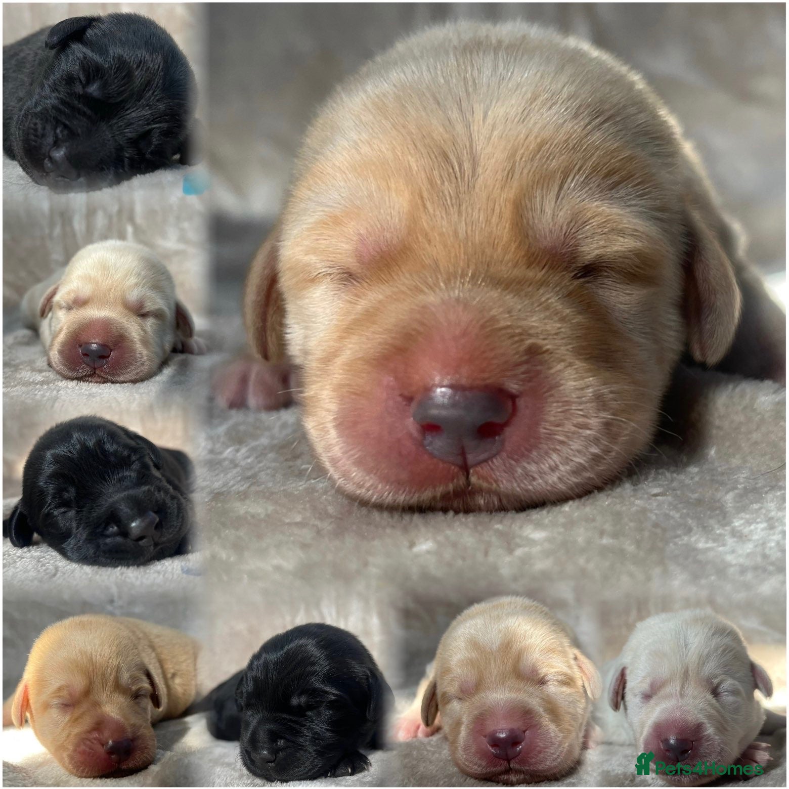 Labrador Retriever dogs 8 beautiful purebred Labrador Retrievers❤️ - Advert 18