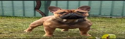 French Bulldog dogs for stud: Stud … Teddy …Rukaroobulls Cadeau du Ciel - Advert 3