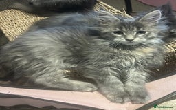 Maine Coon cats for sale: Maine Coon girls READY NOW Russian sired  - Image 25