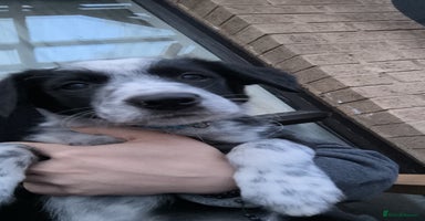 Border Collie dogs - Advert 4