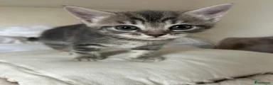 Mixed Breed Kitten 3