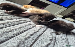 British Shorthair cats for sale: Adorable kittens for sale - Image 6