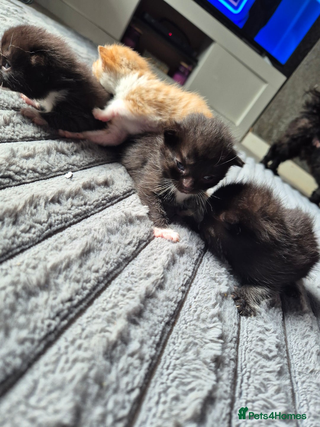 British Shorthair cats for sale: Adorable kittens for sale - Image 6