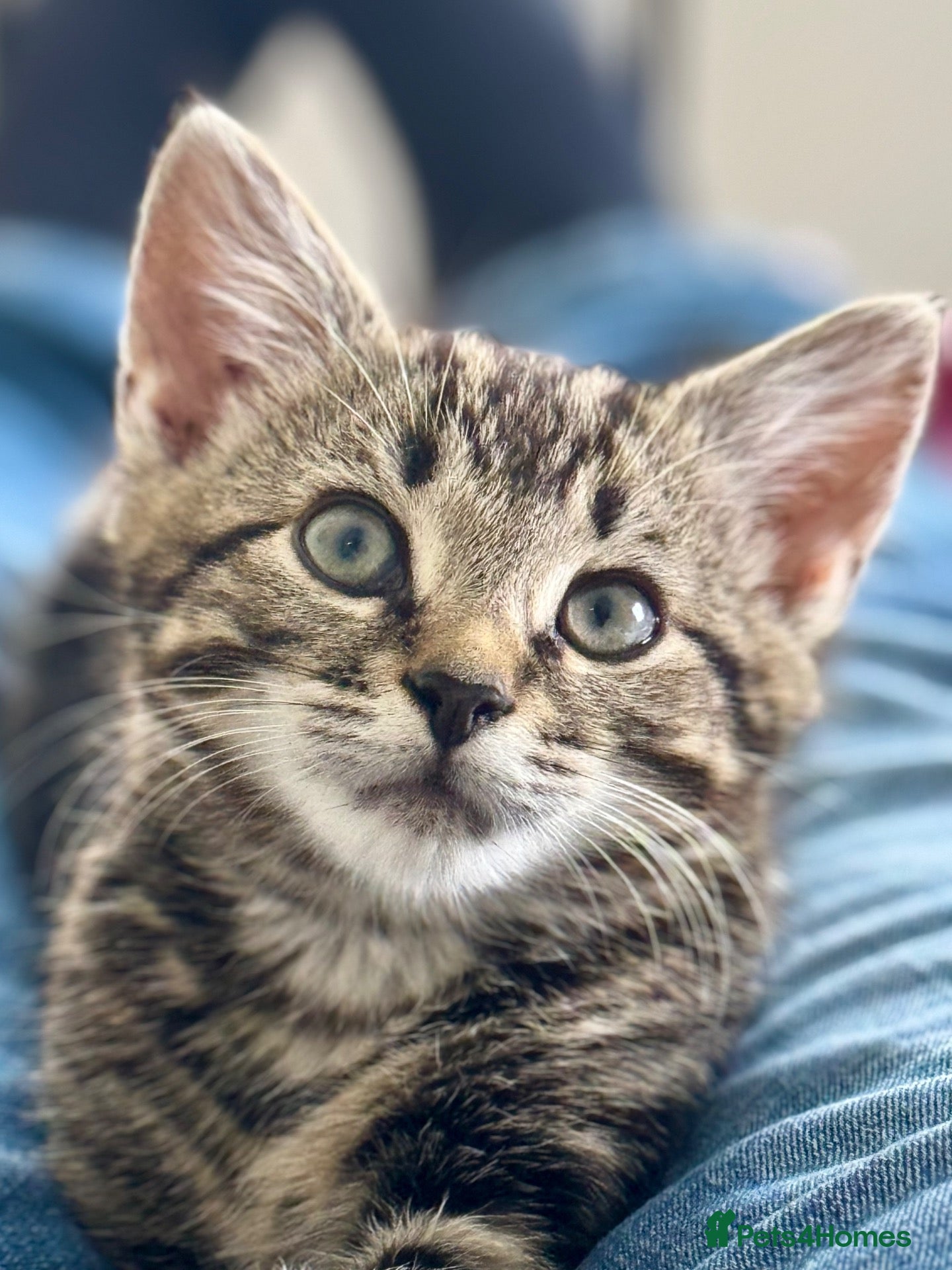 Mixed Breed cats for sale: Gorgeous silver & black tabby kitten needs love.  - Advert 11