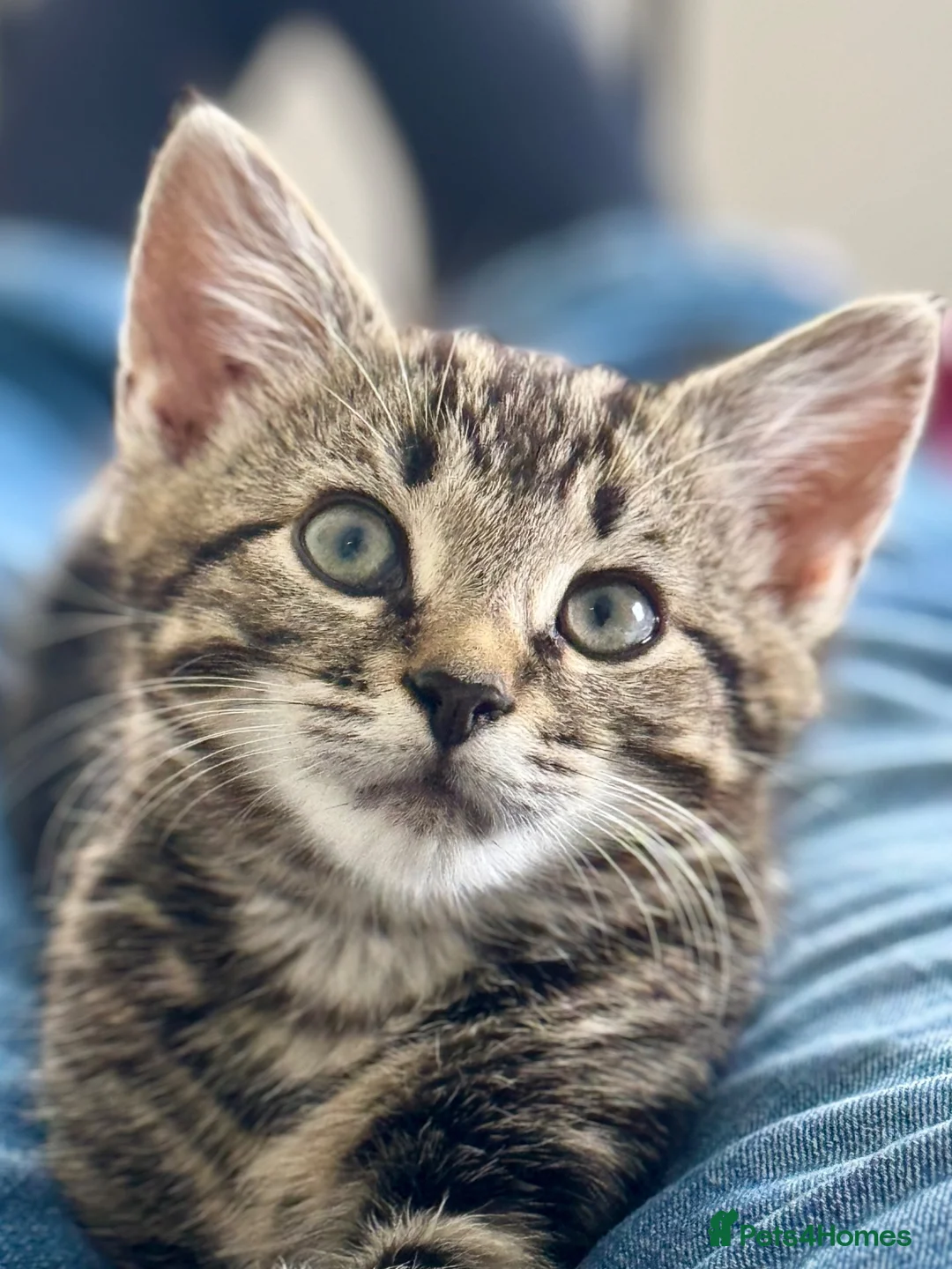 Mixed Breed cats for sale: Gorgeous silver & black tabby kitten needs love.  - Advert 1