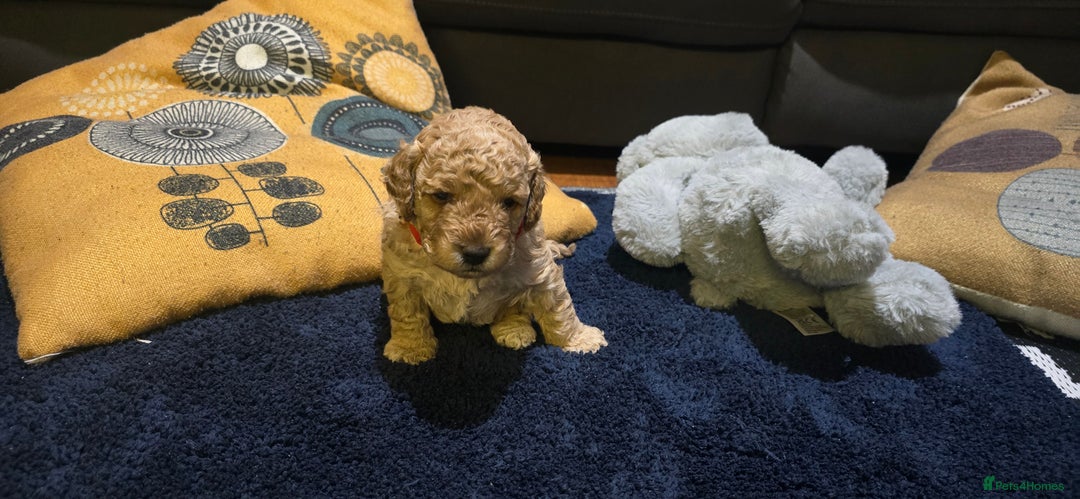 Cockapoo dogs for sale: Adorable cockapoo  - Image 10