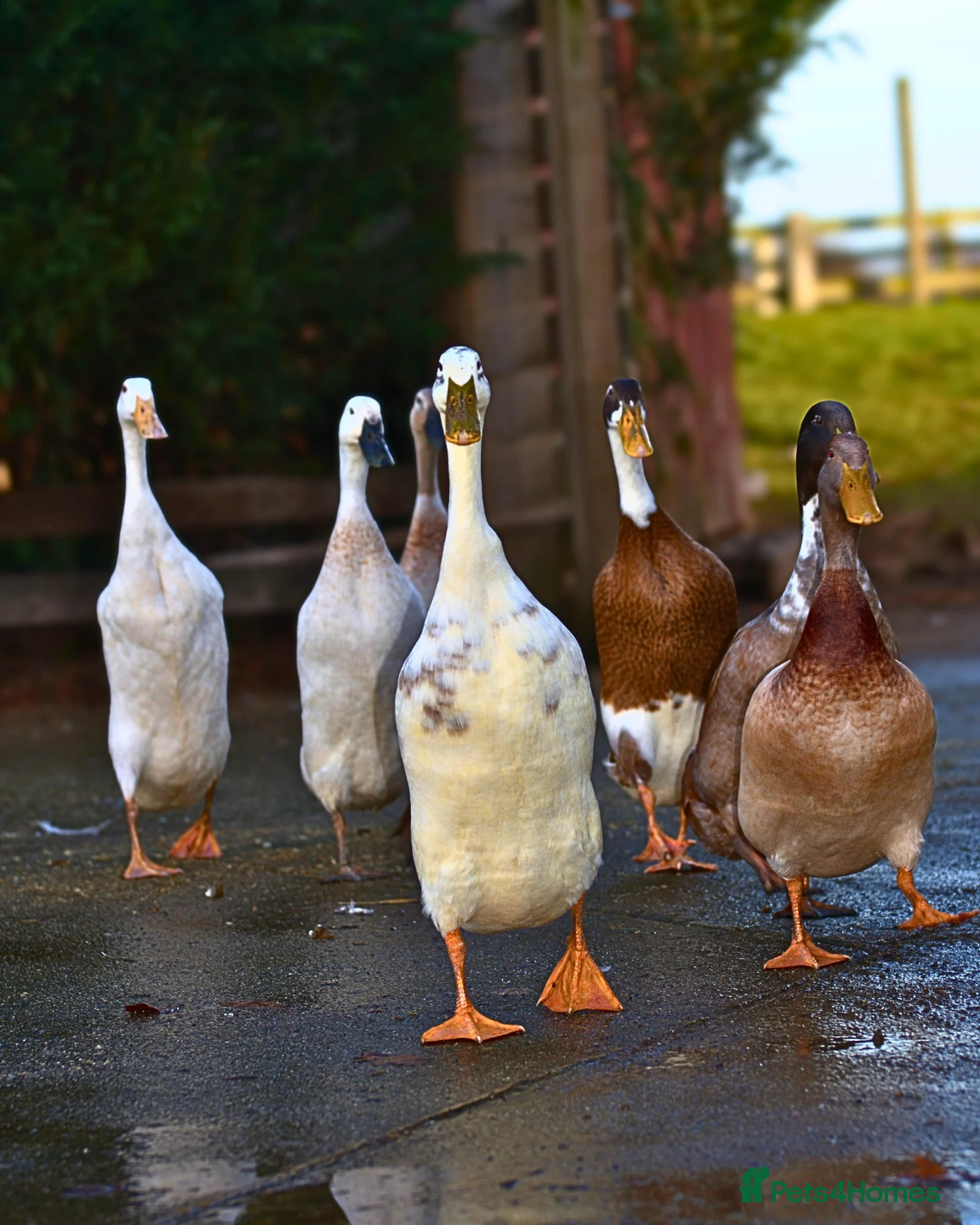 Ducks poultry Runner Duck EGGS - Advert 8