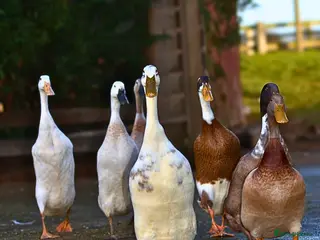 Ducks poultry Runner Duck EGGS - Advert 8