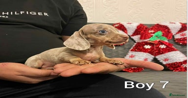 Miniature Dachshund dogs Miniature Dachshund  - Advert 3