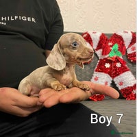 Miniature Dachshund dogs Miniature Dachshund - Advert 1