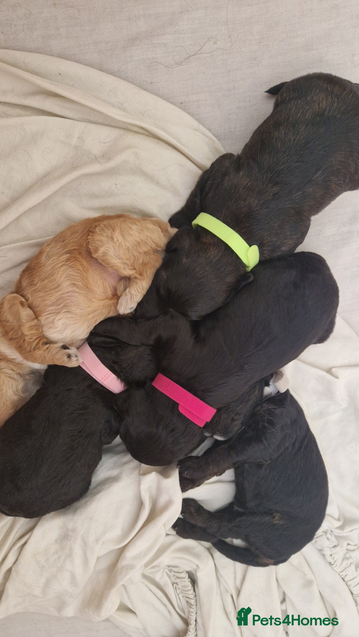 Cockapoo dogs Cockapoo puppies for sale - Advert 5