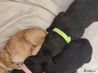 Cockapoo dogs Cockapoo puppies for sale - Advert 5