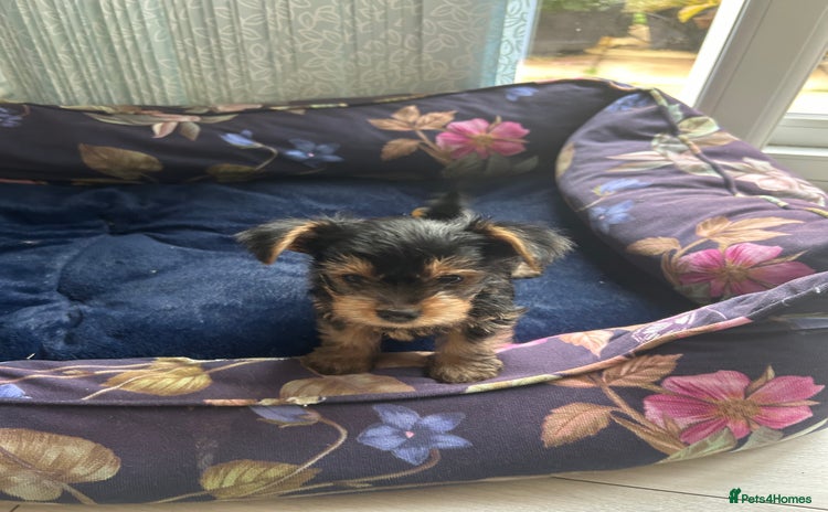 Yorkshire Terrier dogs - Advert 2