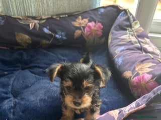 Yorkshire Terrier dogs - Advert 12