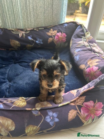 Yorkshire Terrier dogs - Advert 2