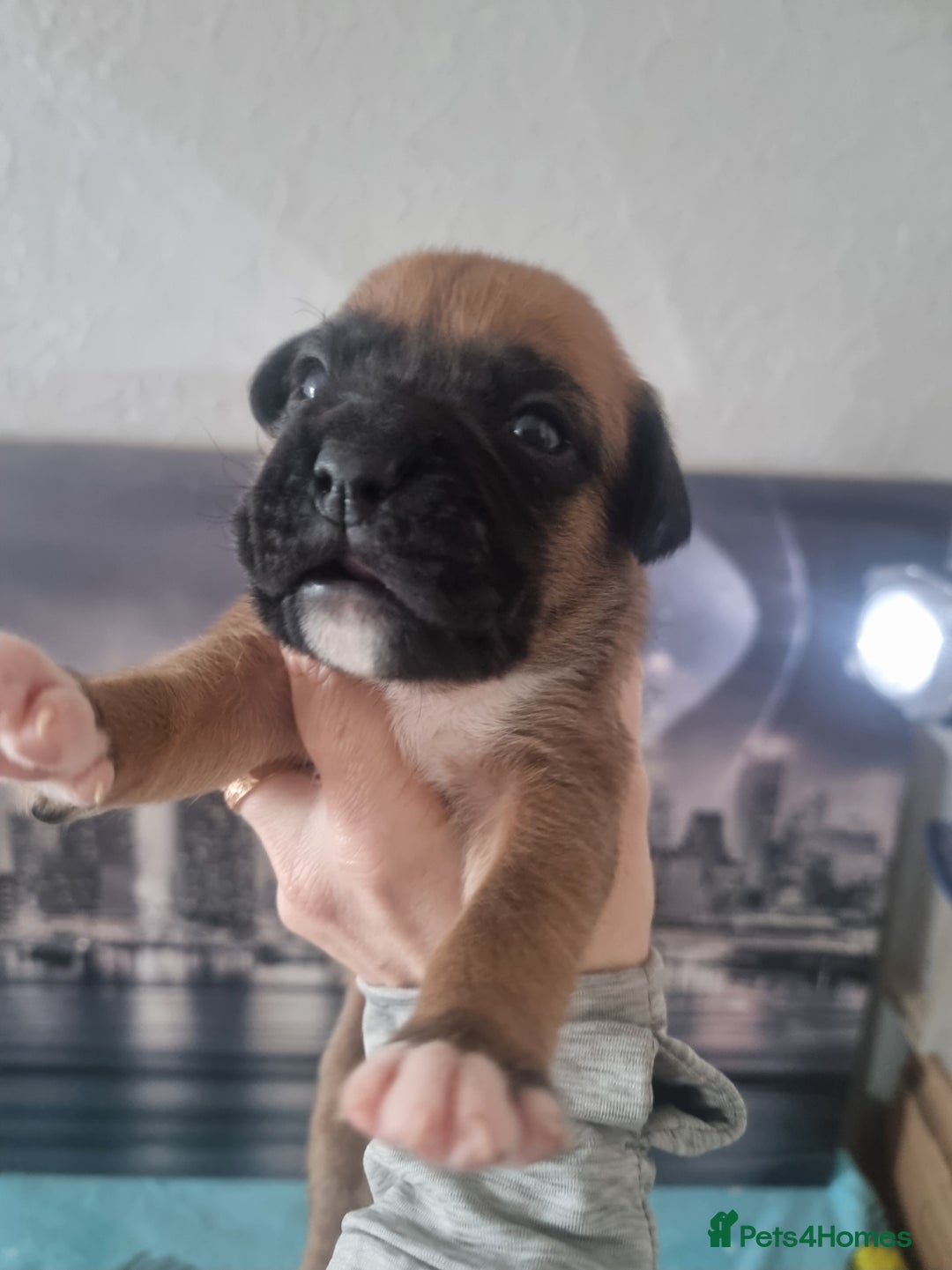 Boxer dogs for sale: Boxer puppy - Advert 9