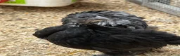Chickens poultry for sale: Young booted bantams  - Advert 6