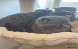 British Shorthair cats for sale: Beautiful BSH Kittens - Ready to leave ASAP - Image 18