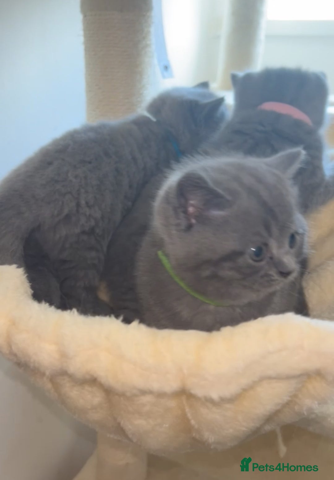 British Shorthair cats for sale: Beautiful BSH Kittens - Ready to leave ASAP - Image 18