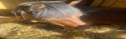 Other Breed horses for sale: Penny super sweet 15.1hh Mare - Advert 3