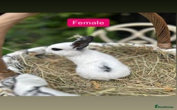 Mini Lop rabbits for sale: Baby Rabbits - Image 1