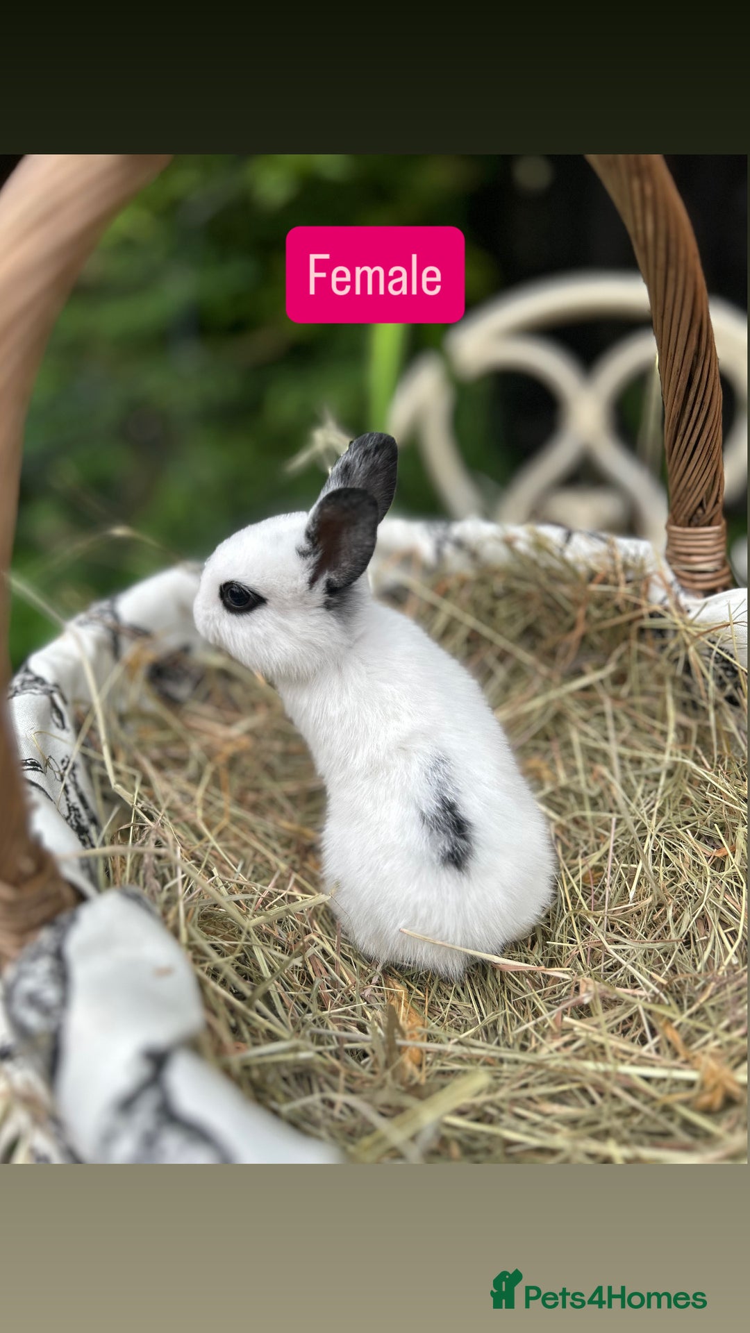 Mini Lop rabbits for sale: Baby Rabbits - Image 1