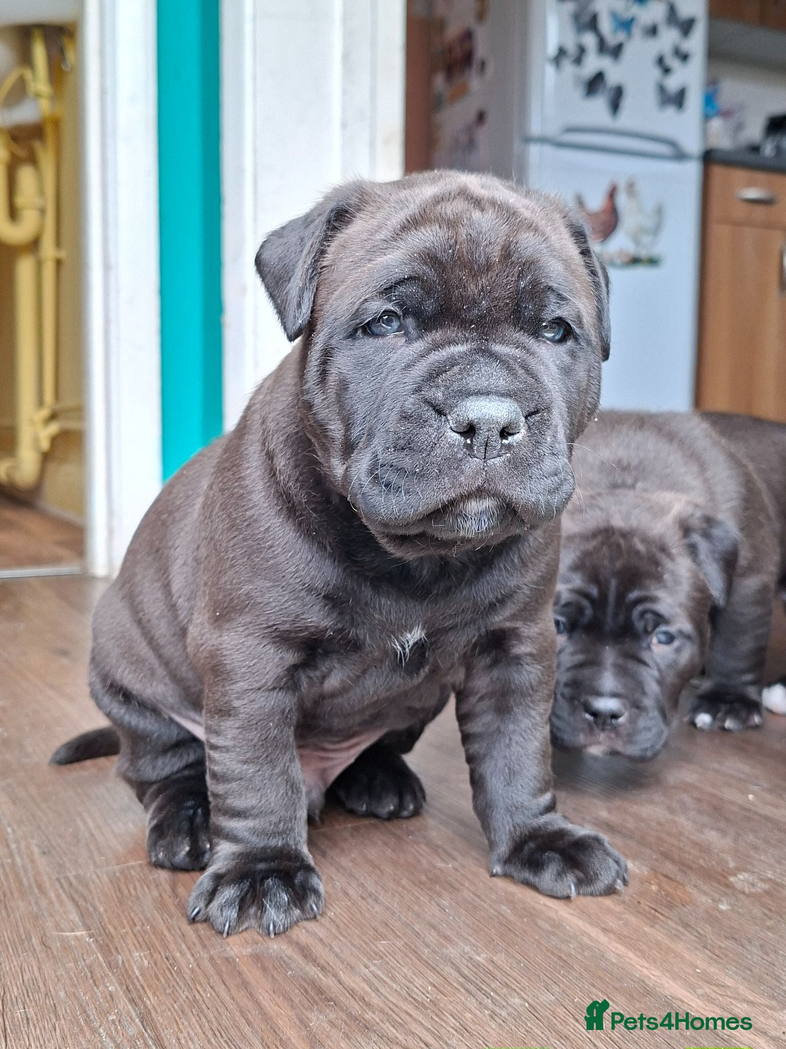 Mixed Breed dogs American bulldog cross doge de bordeaux  - Advert 1