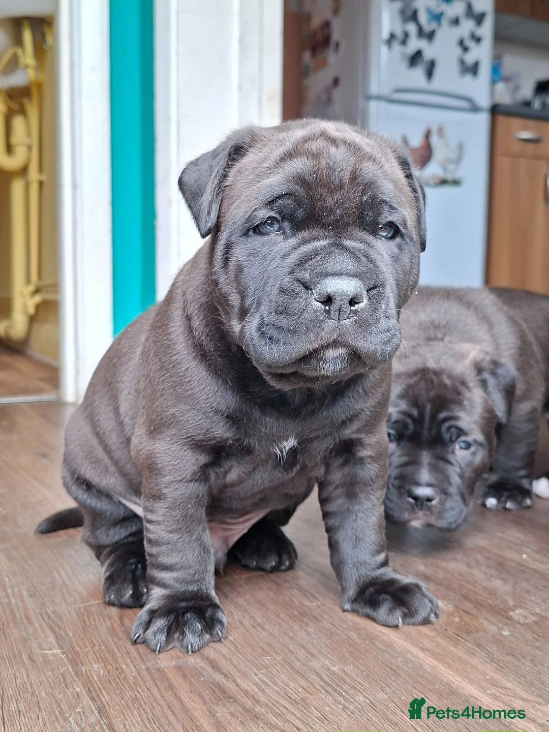 Mixed Breed dogs for sale: American bulldog cross doge de bordeaux  in Newbury - Advert 1