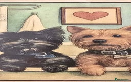 Yorkshire Terrier dogs for sale: Yorkshire terrier mini  - Advert 15