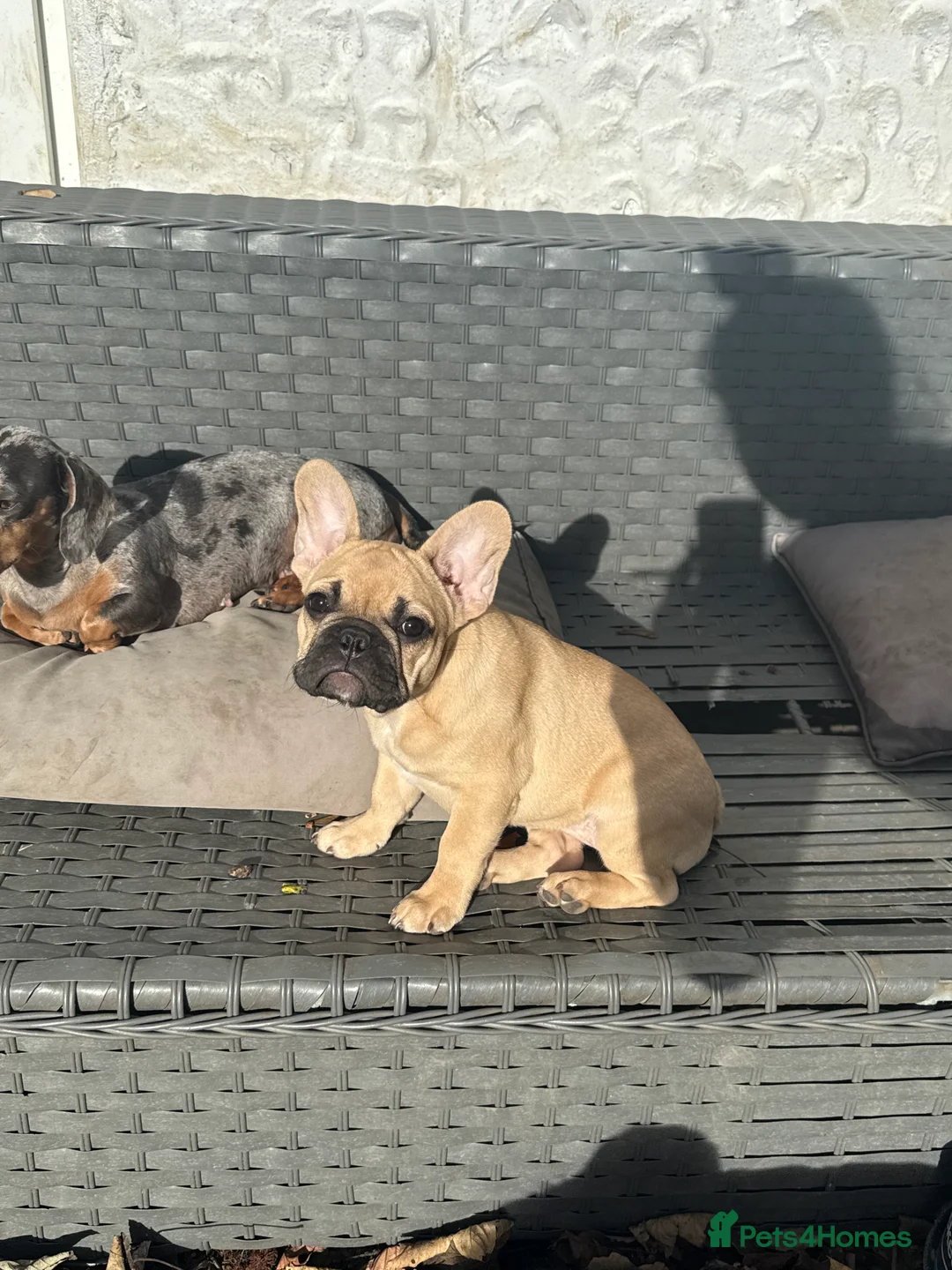 French Bulldog dogs for sale: Fawn FrenchBulldog female - Advert 3