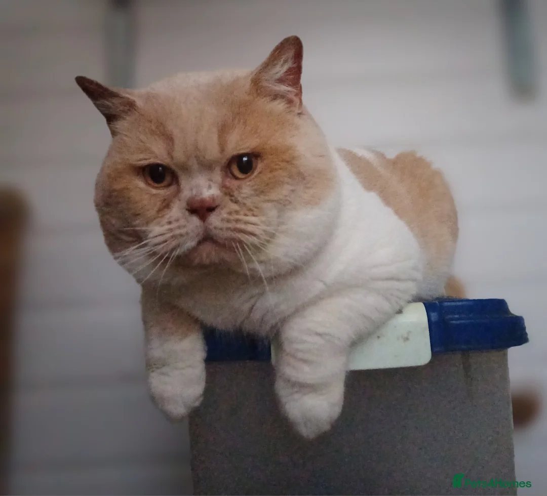 British Shorthair cats for stud: CHAMPION KAROWBIST FLOYDER  in Ruardean - Advert 16
