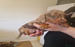Miniature Dachshund dogs for sale: Chocolate Isabelle dapple miniature dachshund - Image 4