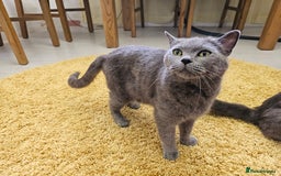 British Shorthair cats for sale: 4 years old British Short-hair - Image 13