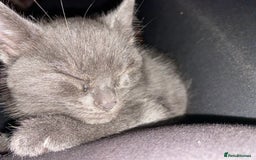 Mixed Breed cats for sale: Beautiful Kittens - Image 9