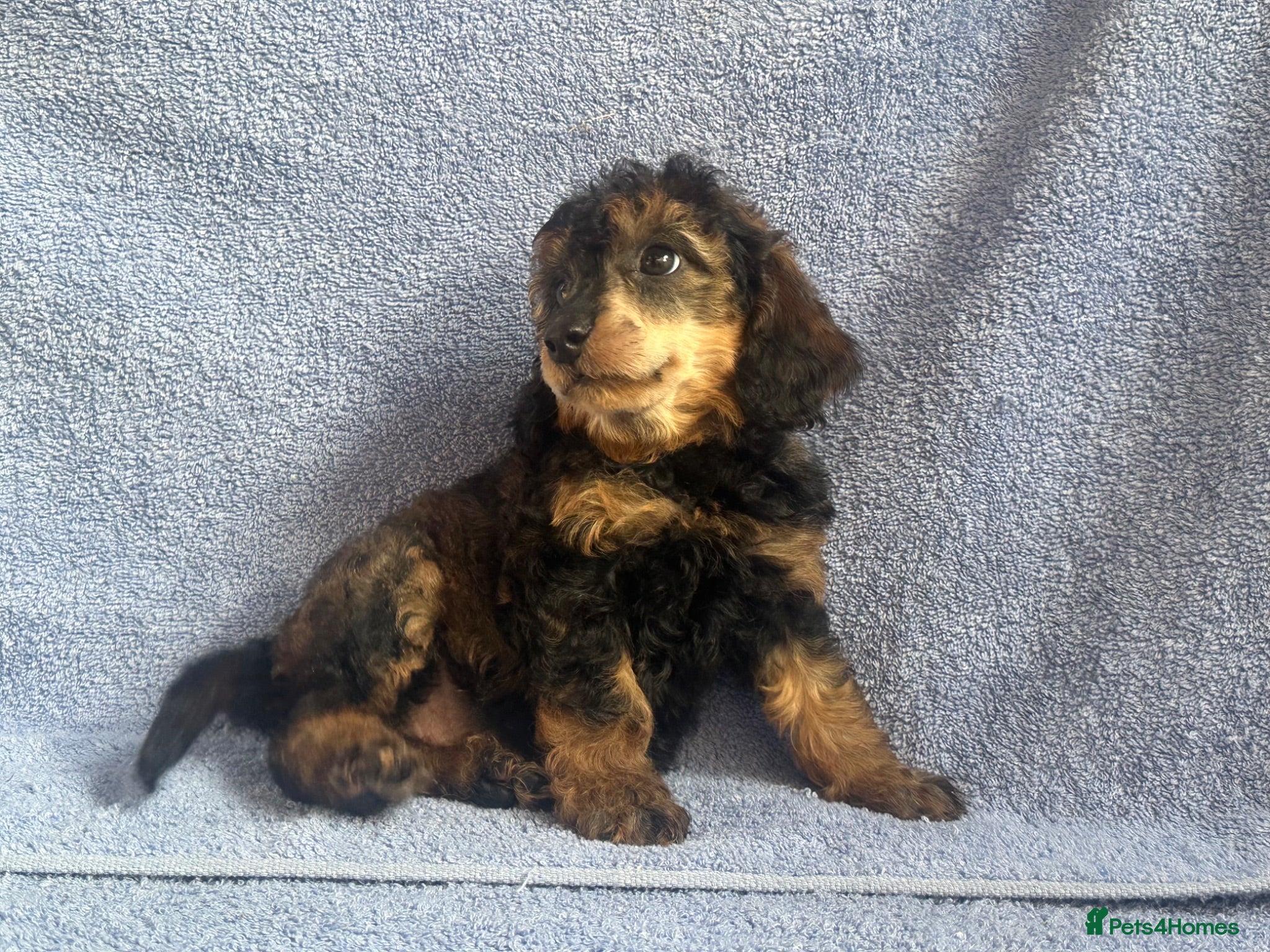 Miniature Poodle dogs 🌟🌟5 star licenced breeder🌟🌟 - Advert 1