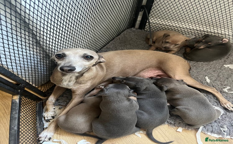 Italian Greyhound dogs - Advert 9