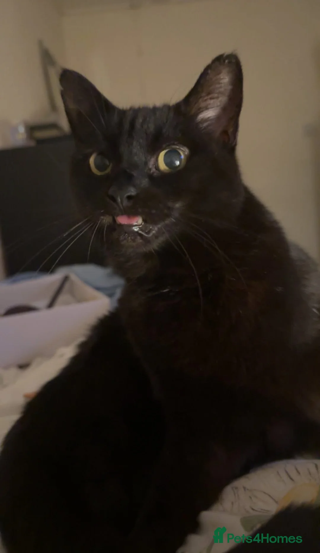 Domestic Shorthair cats for sale: Domestic shorthair  in Saltash - Advert 1