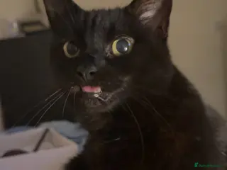 Domestic Shorthair cats Domestic shorthair - Advert 8