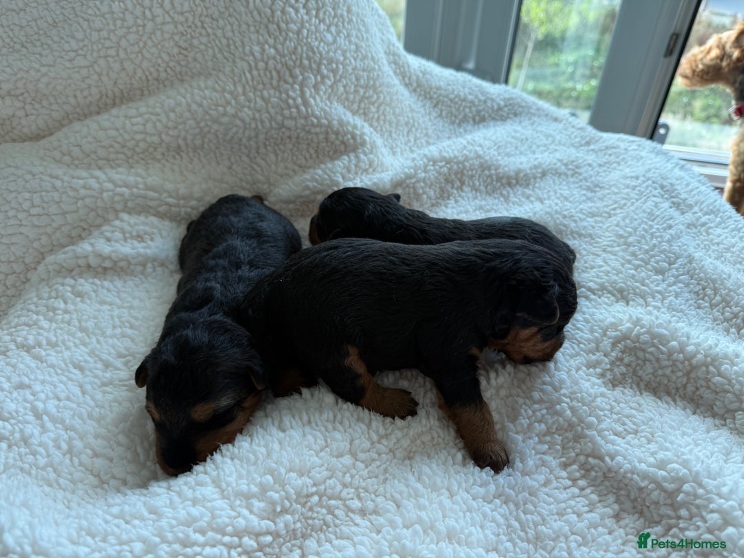 Welsh Terrier dogs for sale: 3 beautiful girls 💕 - Image 3