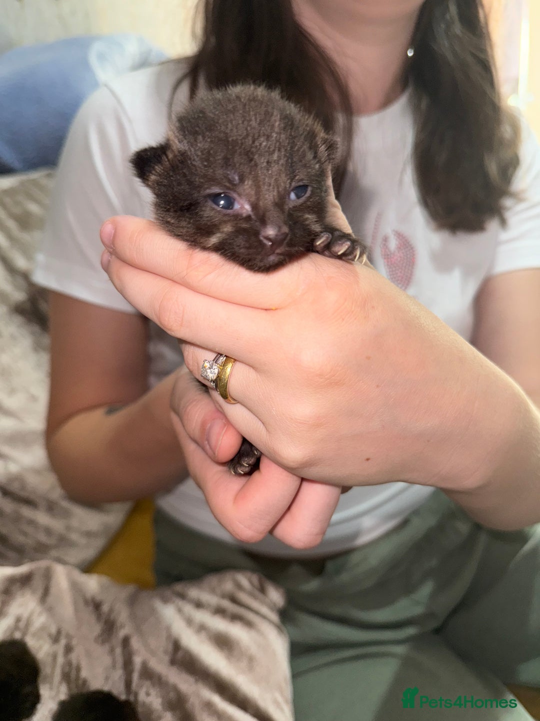 Mixed Breed cats for sale: 3 Gorgeous Girls - Image 8