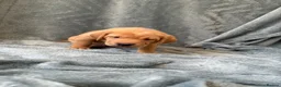 Mixed Breed dogs for sale: Labrador x staff - Advert 14