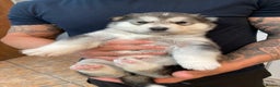Alaskan Malamute dogs for sale: Alsaskan malamute puppies  - Advert 2