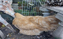 Hens poultry for sale: 4 MIXED PUREBRED HENS - Image 8