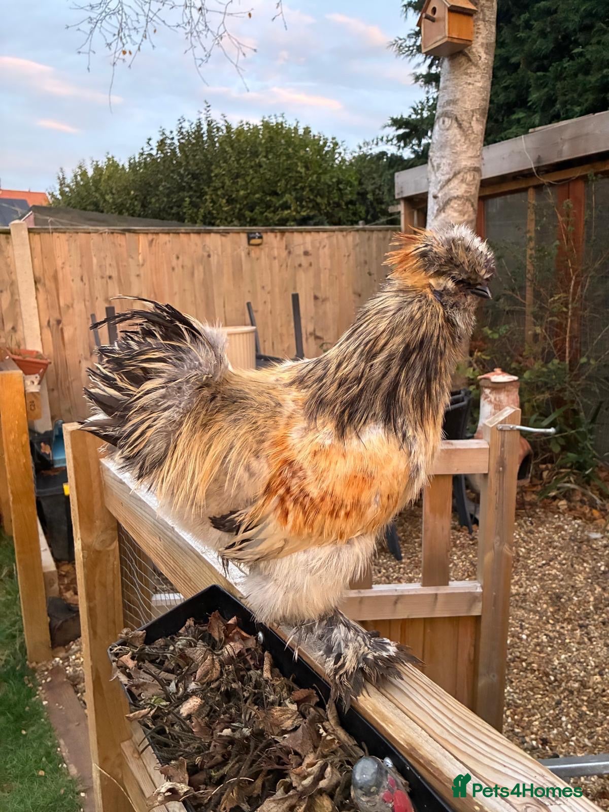 Chickens poultry for sale: Rooster - free to good home - Advert 1